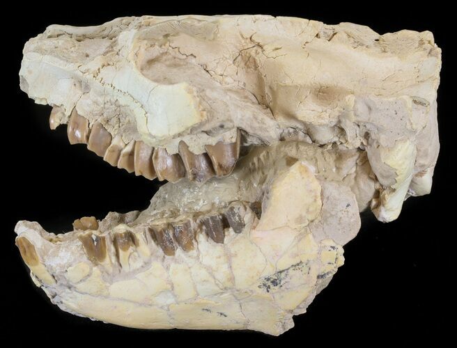 Oreodont (Merycoidodon gracilis) Skull - South Dakota #43134